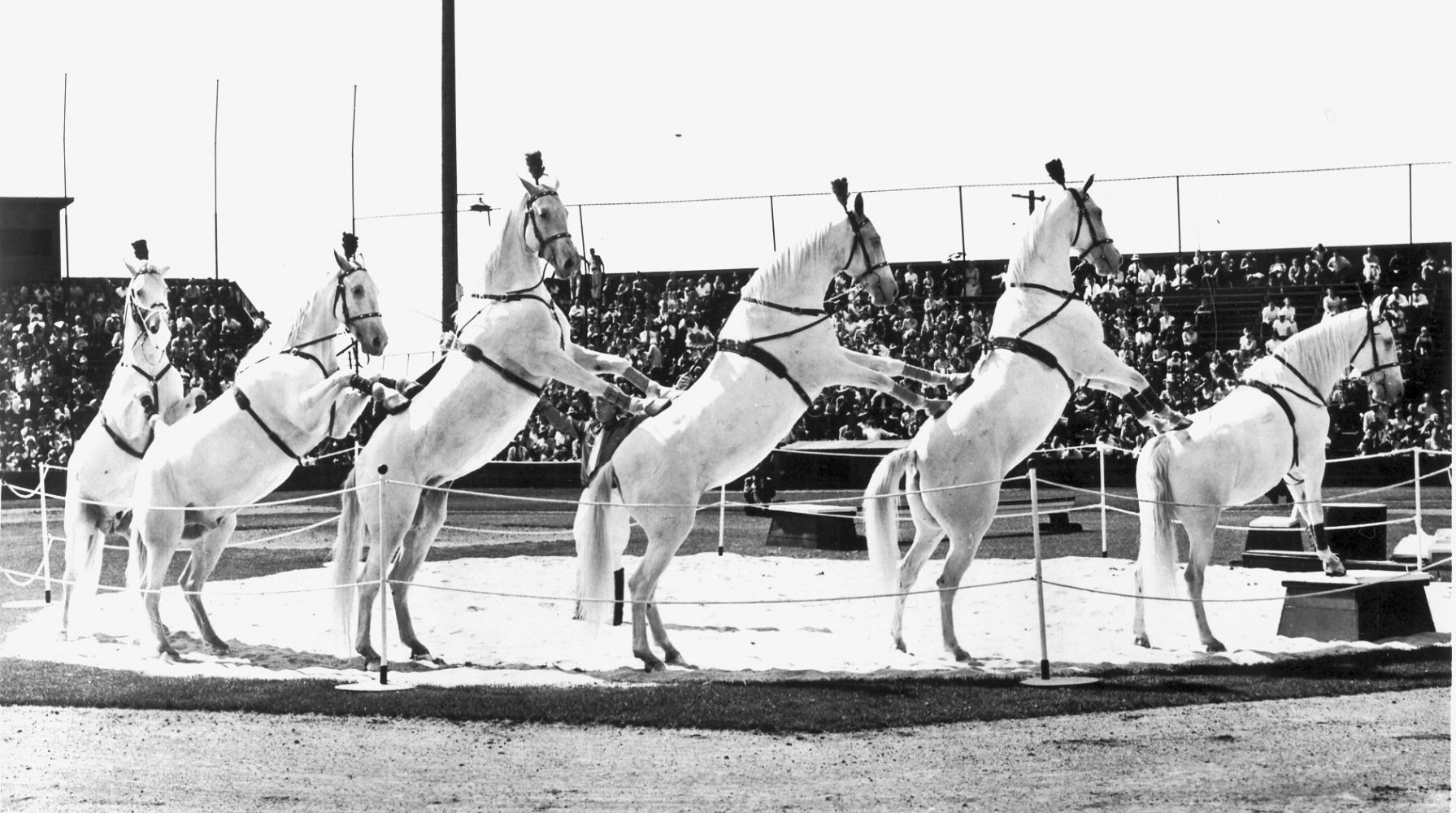 White Horse Mounted Patrol